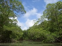 400px-River_in_the_Amazon_rainforest.jpg